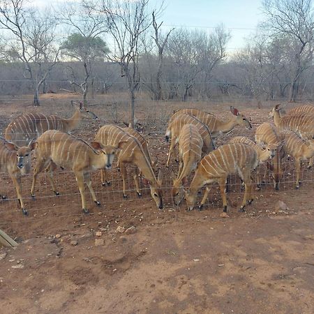 Call Of The Wild Lodge Hoedspruit Exterior foto