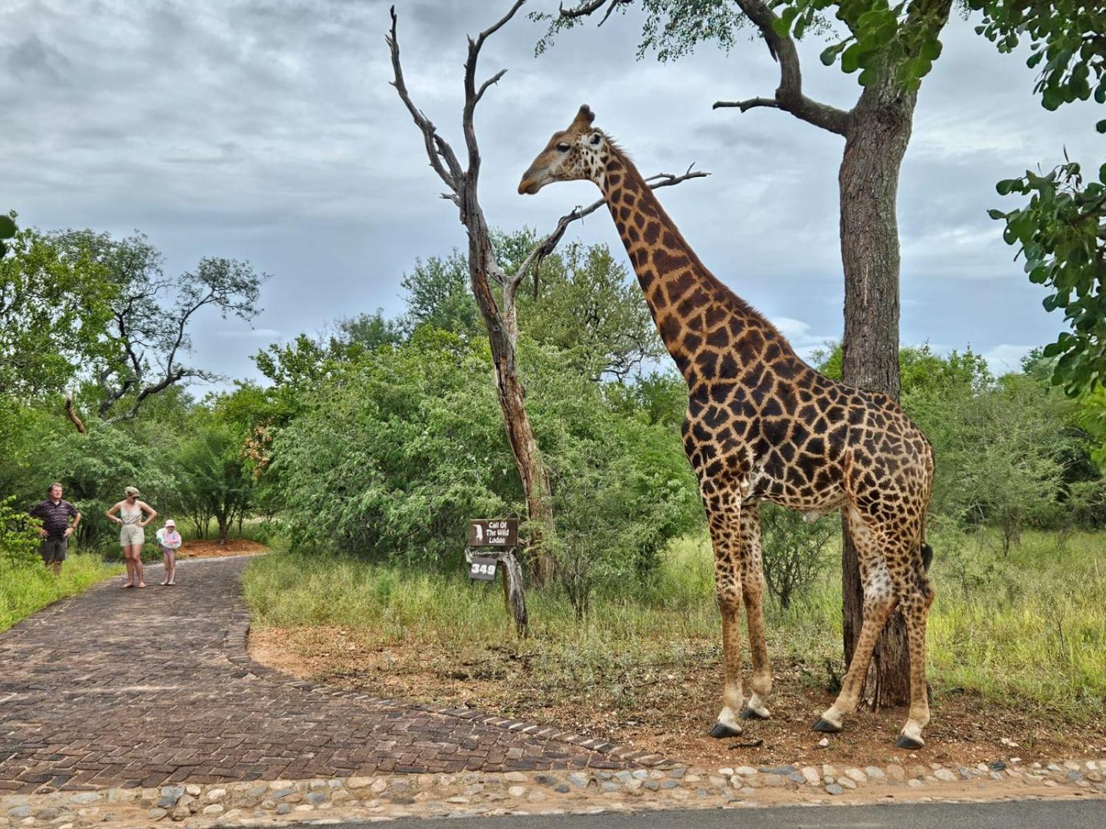 Call Of The Wild Lodge Hoedspruit Exterior foto
