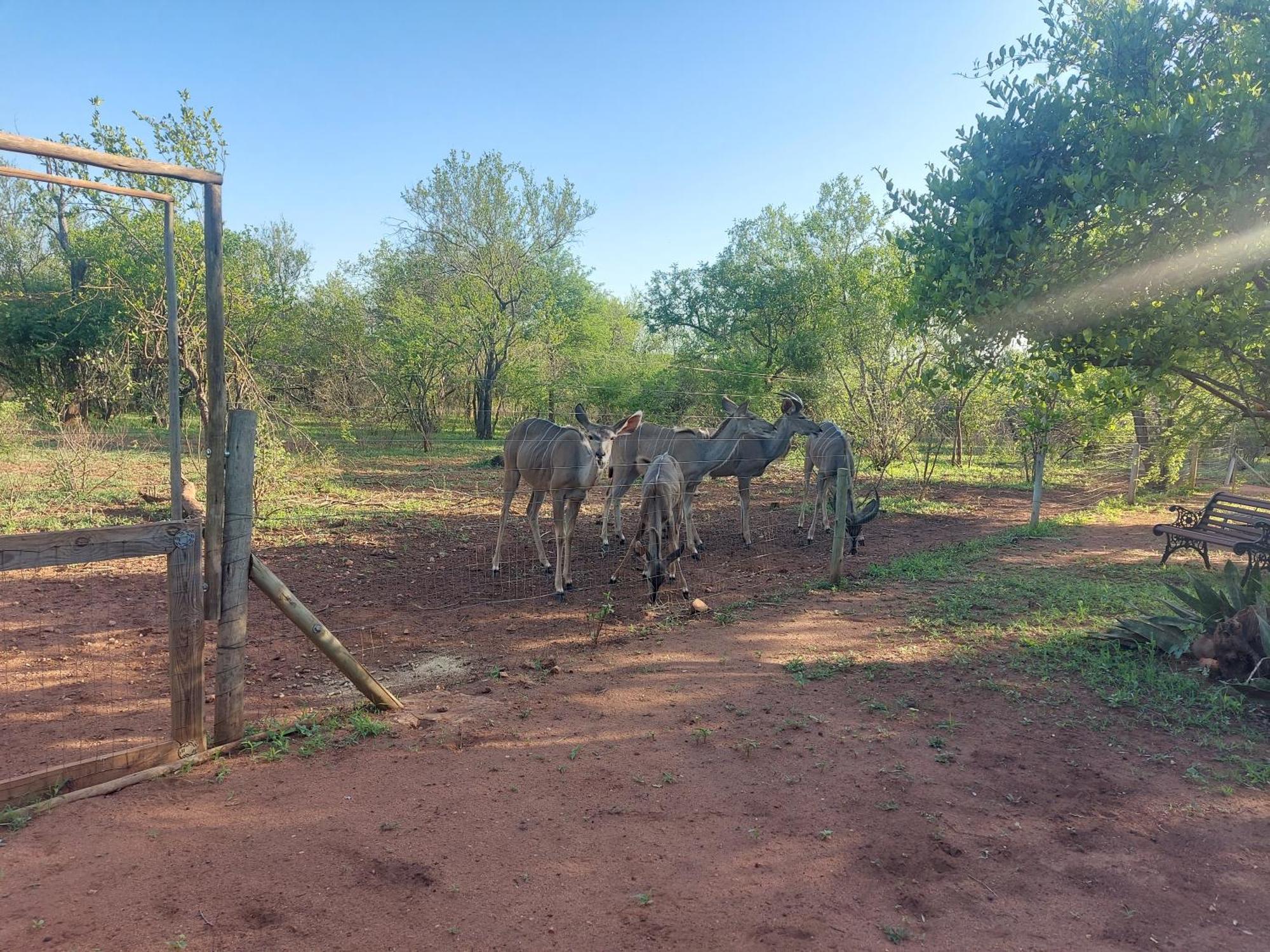 Call Of The Wild Lodge Hoedspruit Exterior foto